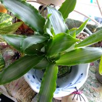 ドラセナ,観葉植物,苔玉,富士山,癒しの画像