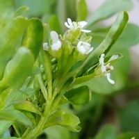 タネツケバナ,冬でも元気,花はかわいいけど…の画像