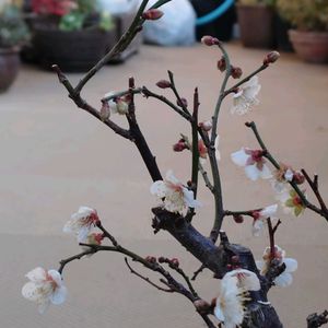 白梅,白梅,盆栽,棚,ベランダの画像