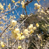 ロウバイ,お出かけ先の画像