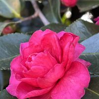 ビワの花,柿の木,柿の木,ビワの木,ビワの木の画像