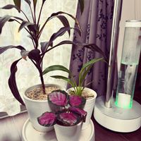 ドラセナ,タビビトノキ,カラテア　ロージー,観葉植物,インドアグリーンの画像