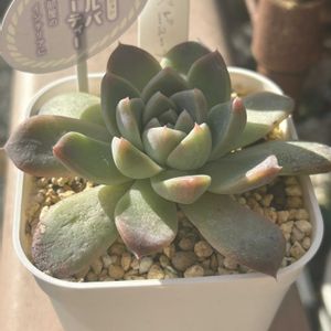 リタ,モンロー,アルバビューティー,ホワイトシャンペン,ファンクィーンの画像