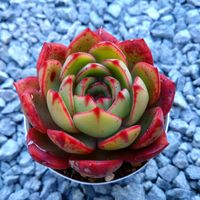 アフィニス,黒助。,チワワエンシスルビーブラッシュ,サル,ゼニアデリーの画像