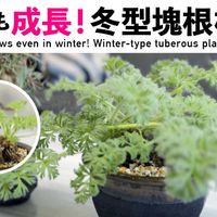 ペラルゴニウム,ペラルゴニウム・アッペンディクラツム,YouTubeの画像