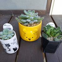 セトーサ,クリステイタス,ライラックミスト,アドロミスクス,セデべリアの画像