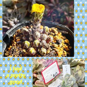 フキタンポポ,ティテュバンス,多肉植物,多肉大好き,1号鉢の画像