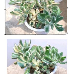 ツメレンゲ,火祭り,桜吹雪,アガボイデス,花月錦の画像