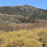 ロウバイ,黄色い花,早春の花,筑波山,筑波山梅林の画像