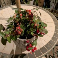 チェッカーベリーの画像