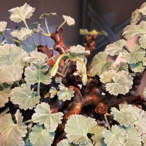 ペラルゴニウム,ペラルゴニウム・ミラビレ,ペラルゴニウム・ミラビレ,塊根植物,小さな花の画像