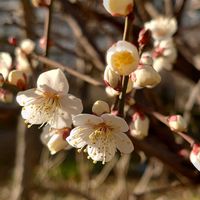 ドウダンツツジ,ソシンロウバイ(素心蝋梅),梅 (白梅)の画像