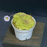ムシトリスミレ,Pinguicula kondoi,Pinguicula kondoi,ピンギキュラ・コンドイ,ピンギキュラ・コンドイの画像