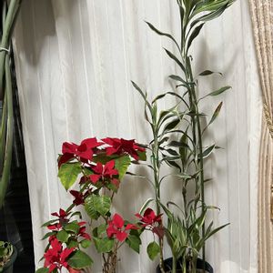 ドラセナ,ポインセチア,ドラセナ・サンデリアーナ,鉢植え,楽しみ〜の画像