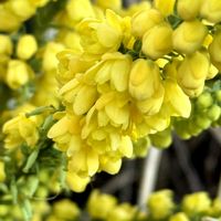 ルッコラ,ロマネスコ,ロマネスコ,ルッコラのお花,セイヨウヒイラギナンテンの画像