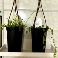 グリーンネックレス,ルビーネックレス,タンポポ,多肉植物の画像