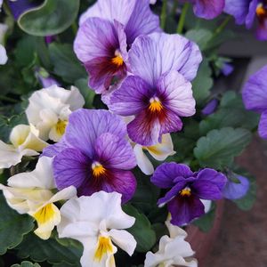 キンギョソウ,名無しの薔薇,薔薇 ビブレ バカンス,植木鉢,鉢バラの画像