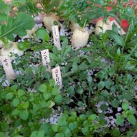 ロウバイ,紅梅,白梅,牡丹,一之江抹香亭の画像