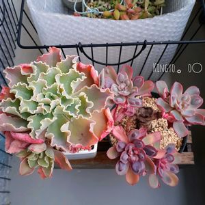 レインドロップ,ブルーフォックス,ベランダ多肉,水やり,タニラーの画像