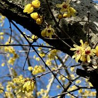 ロウバイ,良い香り,おでかけ先,乙女色クラブ,お気に入りです♬の画像
