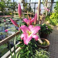 スイレン,ユリ,シキザクラの画像