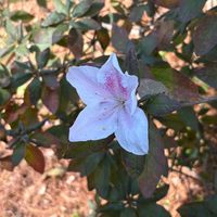 ツツジ,散策,早咲きの画像