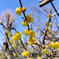 ボタン,ロウバイ,ロウバイ,蝋梅,満月ロウバイの画像