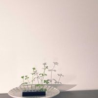 一輪挿し,花瓶,山野草,野の花,花のある生活の画像