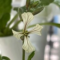 ルッコラ,ハーブの画像