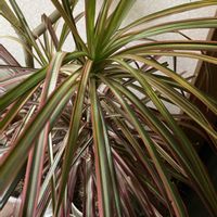 ドラセナ,ドラセナ・コンシンネ,ドラセナ レインボー,ドラセナ・コンシンネ・レインボー,我が家の観葉植物の画像