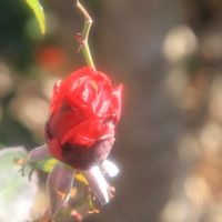 バラ,ドゥフト ボルケ,ドゥフト ボルケ,赤いバラ,冬に咲く花の画像