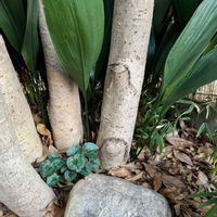 シクラメン,ハラン,ハラン,金木犀,金木犀の画像