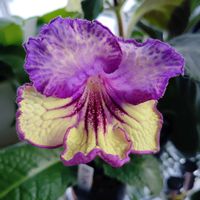 ストレプトカーパス,花のある暮らし,イワタバコ科,北海道から,青い花マニアの画像