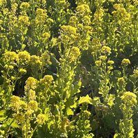 ナズナ,バーベナ,菜の花,マメヅタ,ノキシノブの画像