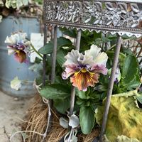 アジュガ,グレコマ,葉牡丹,ディコンドラ,カロケファルス プラチーナの画像