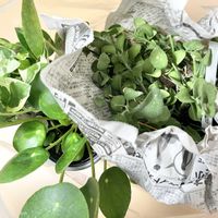 ポトス,ピレア,ディスキディア,ポトス・エンジョイ,ハンギングの画像