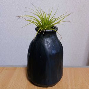 チランジア,エアプランツ,一輪挿し,iPhone撮影,asingleflowervaseの画像