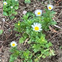 シバザクラ,シバザクラ,ストック,ストック,ノースポールの画像