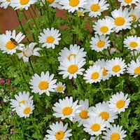 ノースポール,ブラシノキ,ルピナス,今日のお花の画像