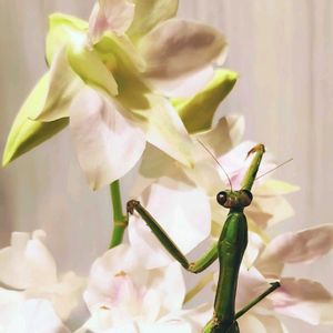 ヒヤシンス,デンファレ,赤い花,可愛い,白い花の画像