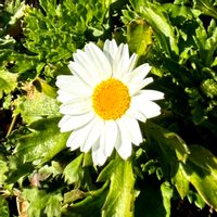 ノースポール,ローズマリー,スイート  アリッサム,小さな畑,今日のお花の画像