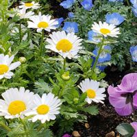 アジュガ,ネモフィラ,ノースポール,ノースポール,ノースポールの画像