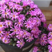 メセン,コノフィツム属,タニラー,その他部屋の画像