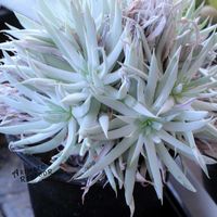 ダドレア,タニラー,ダドレア属,その他部屋の画像