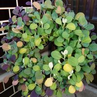 フジバカマ,葉牡丹,葉牡丹リース,繋がりに感謝✨,❄️冬にまけるな❄️の画像