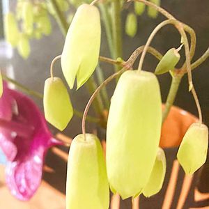 セイロンベンケイソウ,マザーリーフ,マザーリーフ,子宝草,ハカラメの画像