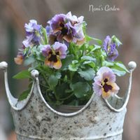 カレープラント,ビオラ　レディ,植物と雑貨,一眼レフ撮影,小さな庭の画像