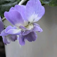 スミレ,スミレ,スミレ,スミレ,ノースポールの画像