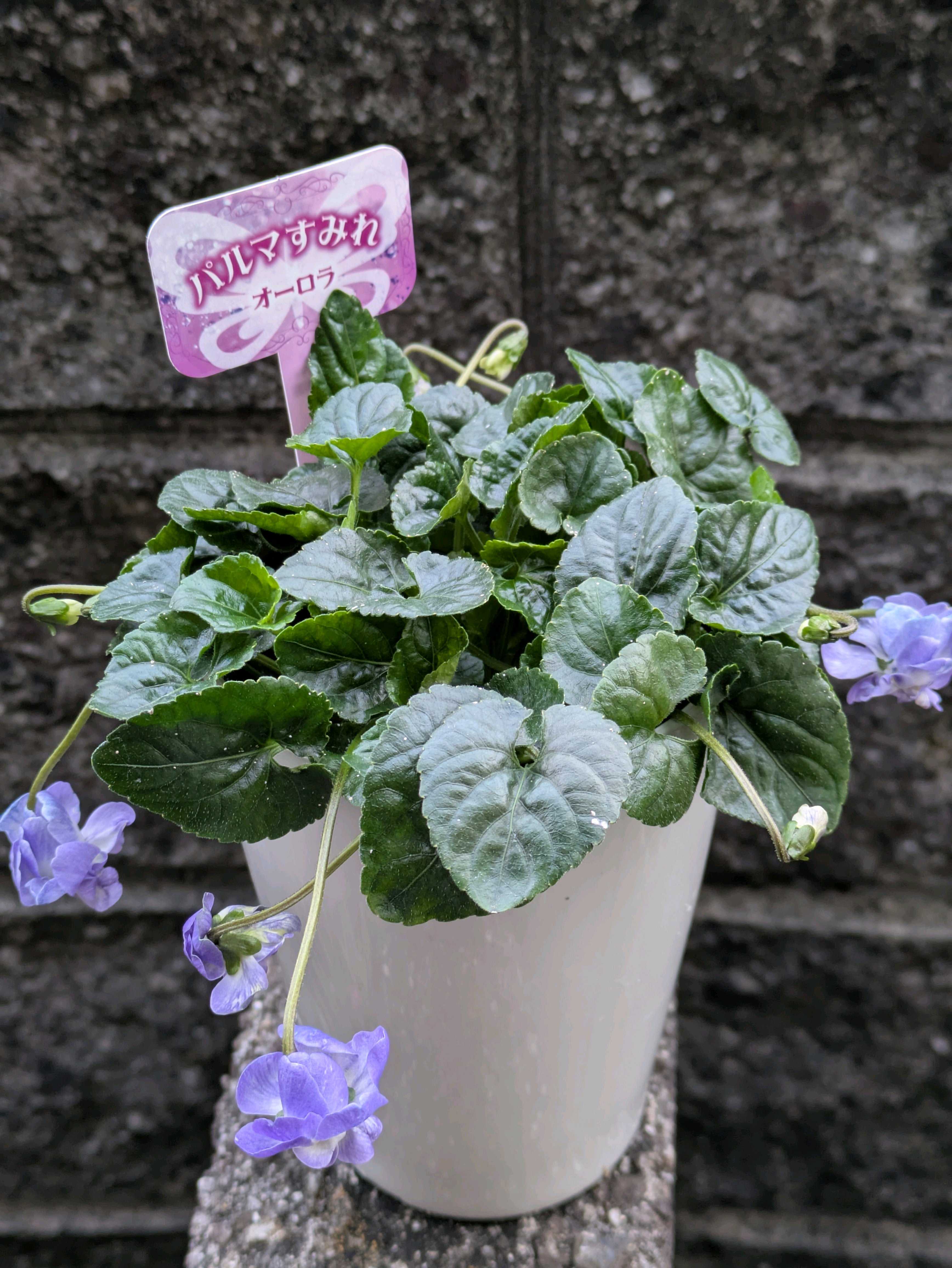 スミレの投稿画像 by ﾃﾞｭﾗﾝｻ さん｜スミレとスミレとスミレとノース