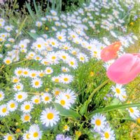 チューリップ,ノースポール,お花,白い花,今日の花の画像